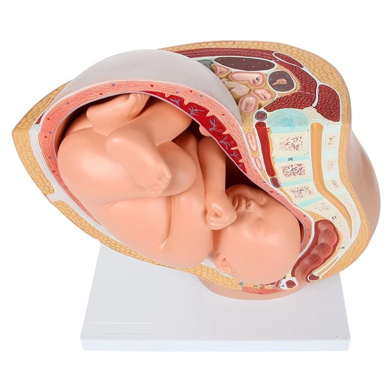 Modèle anatomique du placenta pour l'étude du développement fœtal humain au 9ème mois, modèle pelvie